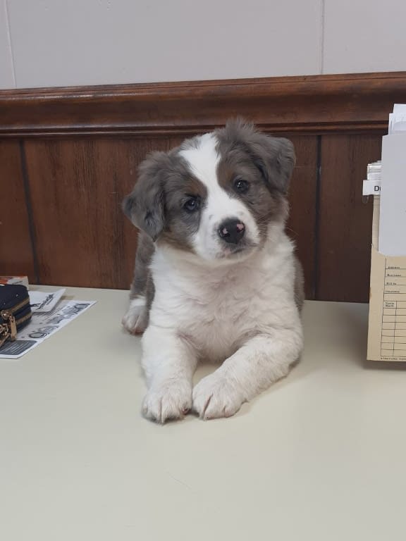 Services Snowdoun Veterinary Hospital